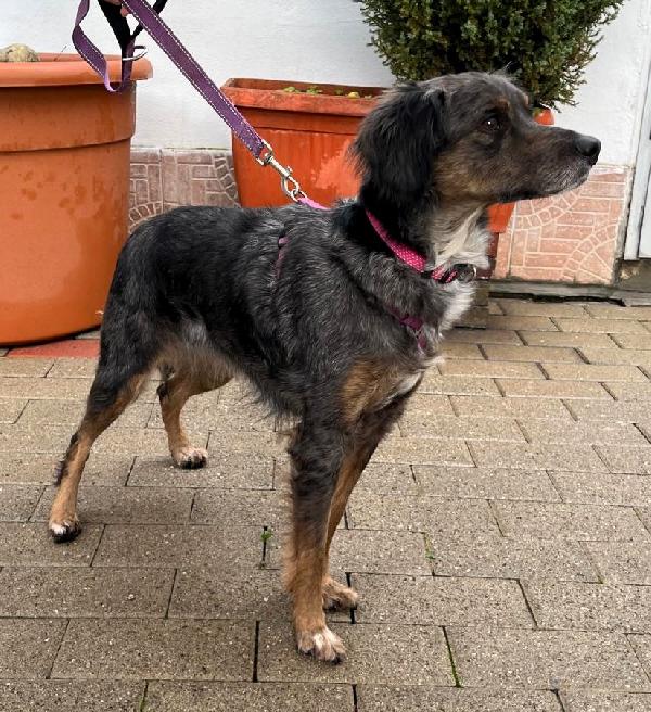 LILY DOLCISSIMA CAGNOLINA Foto 5